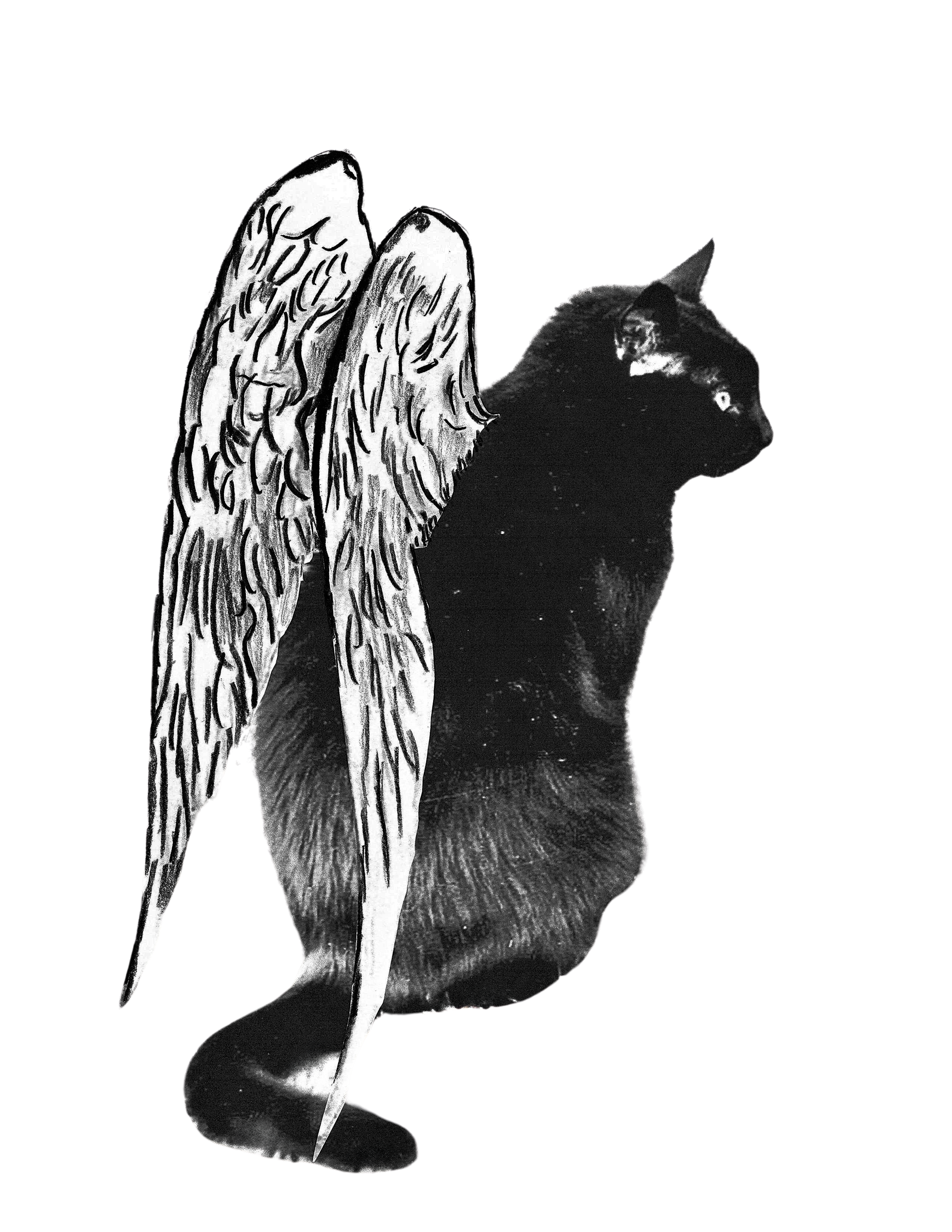 The Aethereal Cat: The Curious Meanderings of a SouthernGothic Gentleman